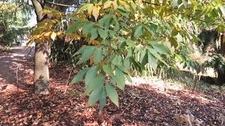 Zelkova serrata zelkova pilovitá