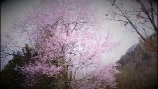 2015 - Langsur erwacht (YouTube)