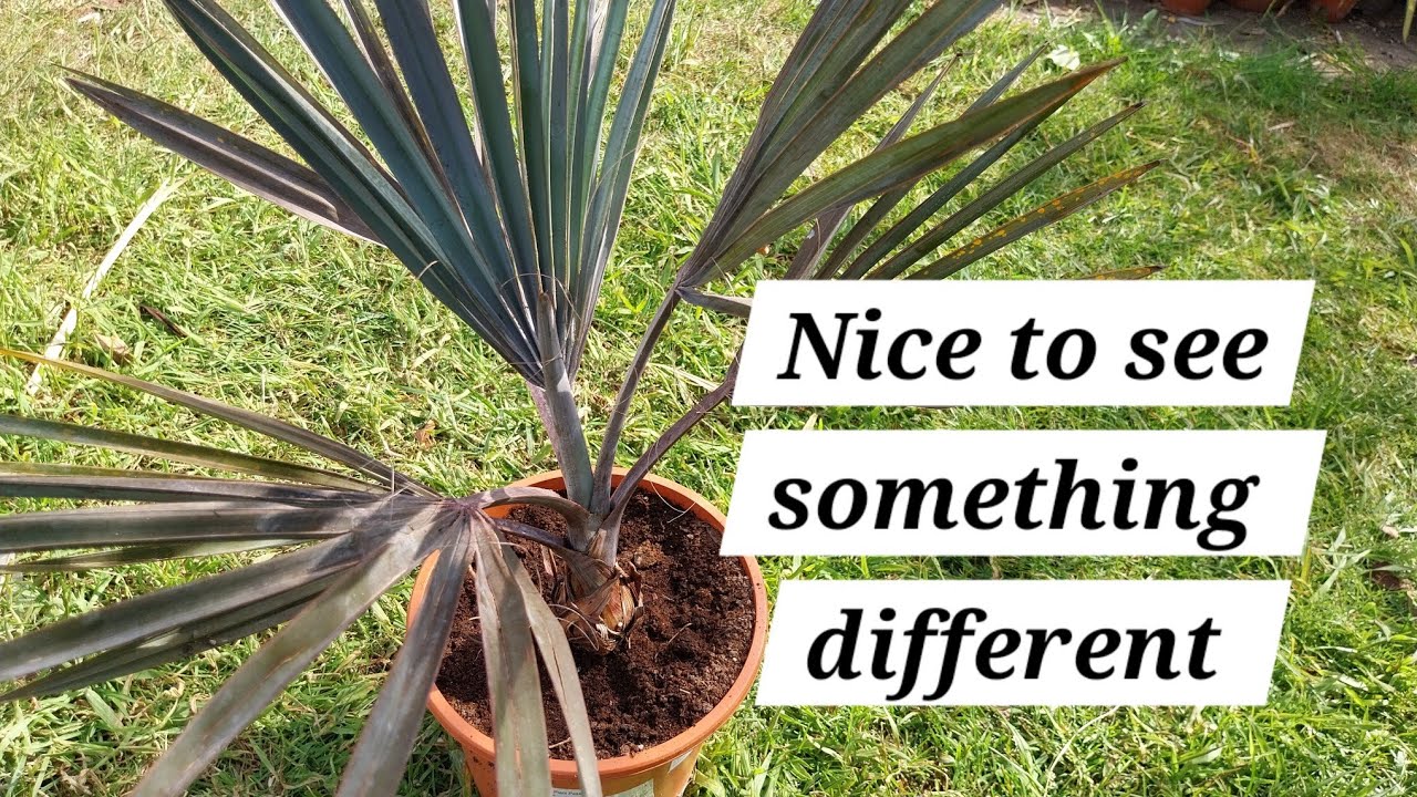 2 rarely available palms in the UK - YouTube