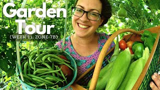 2023 Garden & Harvest Tour Week 11: Corn, Tomatoes & Beans (Oh my!)