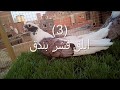 الحمام الغزار المصري وجمال شكله وتقليبه 