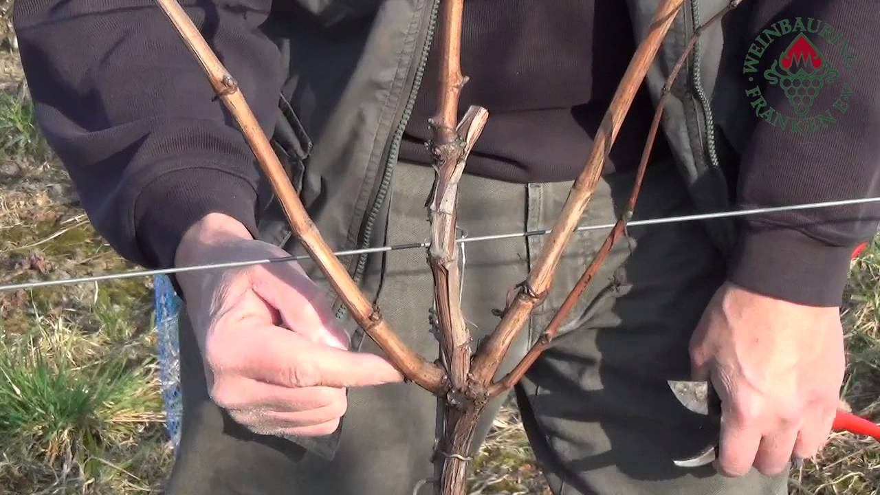 Reben Pflanzen im Steilhang - Mittelrhein - Weingut Dr. Kauer