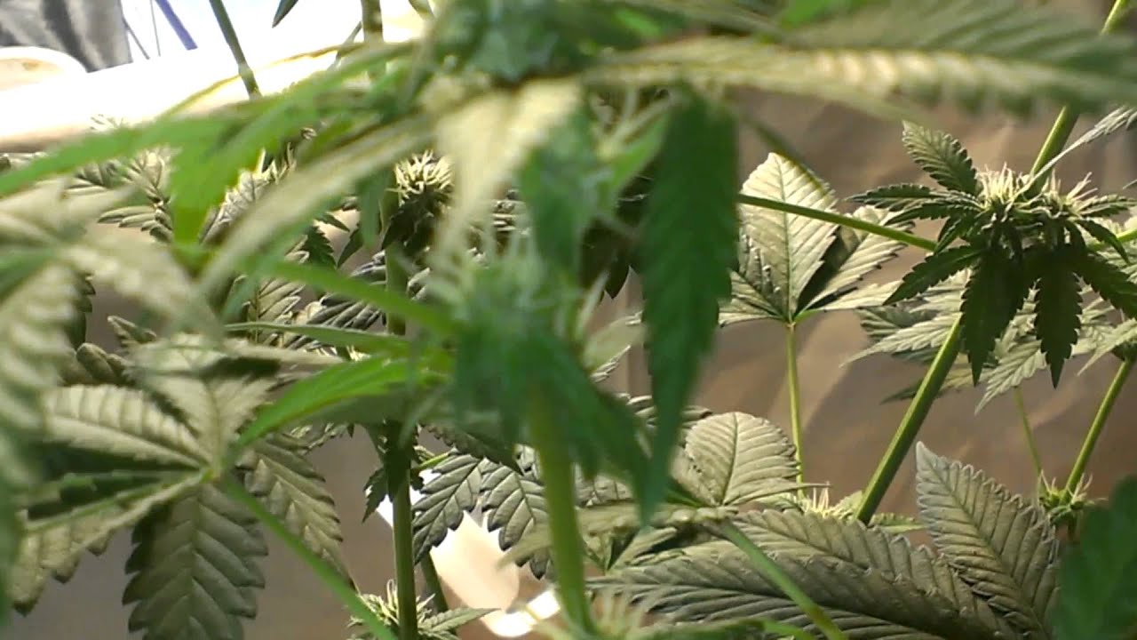 Flowering plants 13 days. Close up shots of buds.