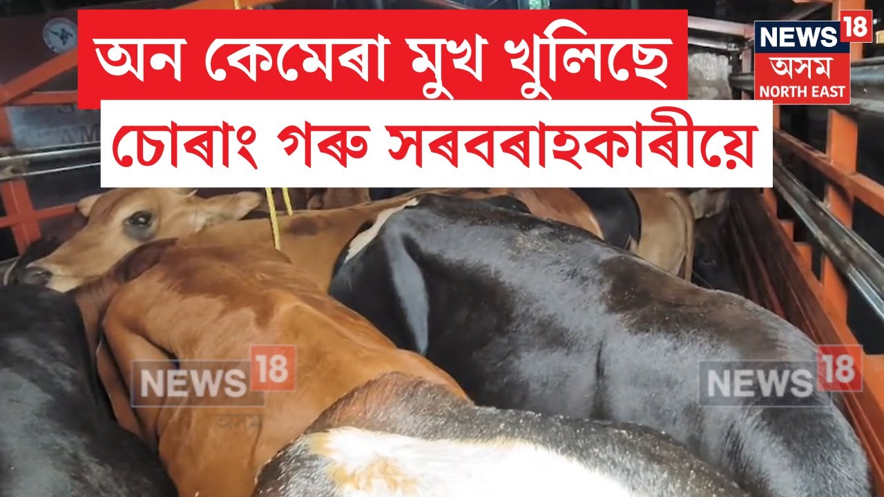 MALIAGOAN COW SYNDICATE : আৰক্ষীক মেনেজ কৰি মহানগৰী মাজমজিয়াত নিতৌ সৰবৰাহ শ শ গৰু | N18V