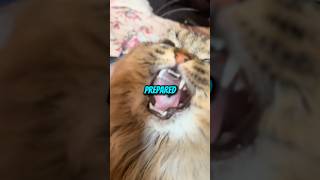 Dont Press This Sound Today Please