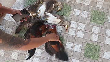 Tét kẹo xuyên táo cùng lò xo mỹ miền trung hihi trúng lớn