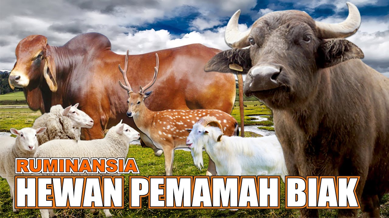 HEWAN RUMINANSIA PEMAMAH BIAK YouTube