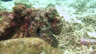 Diving,Phuket,Wily octopus