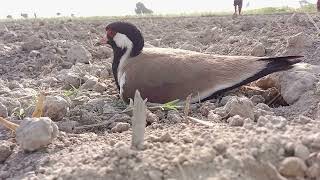 Killdeer Bird Hatching Strange Wild Life