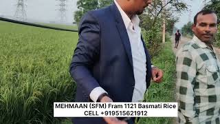 Mehmaan Basmati Rice Fram 1121 Long Grain Rice Sfm Cell Number 919515621912 Amritsar