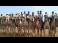 ام سيالة الفنان مجزوب شرف ام سيالة الفنان مجزوب شرف