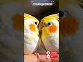 viral bird twin parrots unique color in the world #shorts #viralvideo #unique #parrots