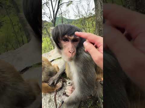 बंदर मां। 🥰😅#shorts_virals
