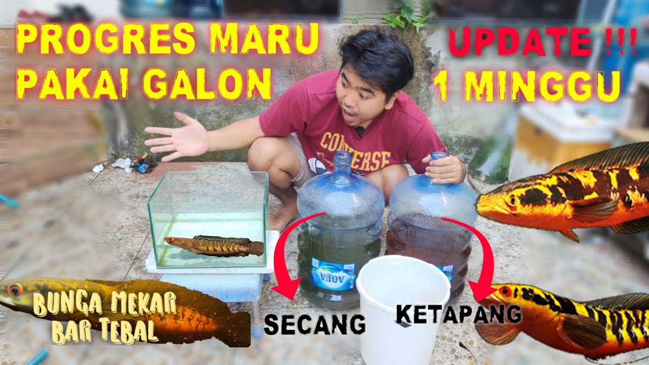 UPDATE ‼️ TREATMENT GALON 1 MINGGU