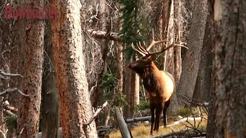 Bowhunting Pressured Bull Elk: Draw Without Gettin...