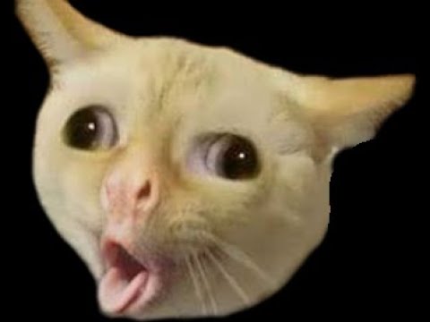 Удивленный кот мем с открытым ртом