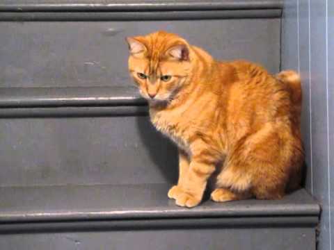 Rusty the incredible three legged cat. 