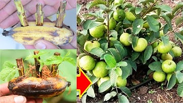 Amazing Rooting 3 Guava Trees Cutting In Banana {New Techniques} Brilliant idea