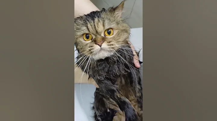 Video 11261411: persiancat cat kitten pets, cat kitten persiancat kitty, persiancat cute pets cat, persiancat cat funny pets, persiancat adorable