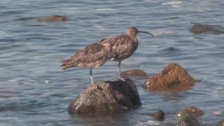 Hudsonian Whimbrel at Boat Cove - Perranuthnoe - Cornwall