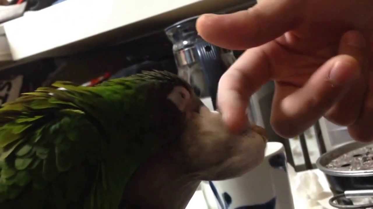 僕にもさせてよー。　Let me do.