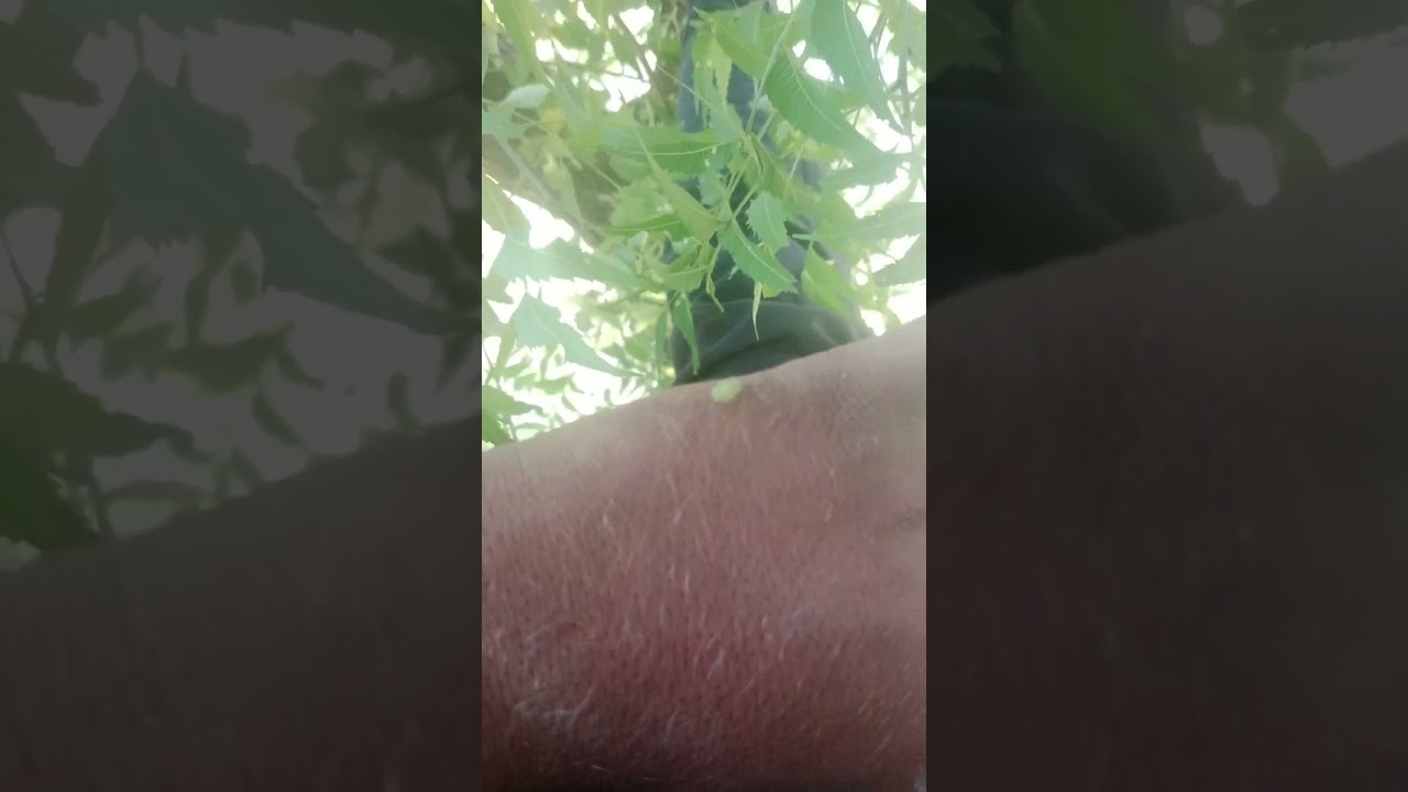 naye style ka kida Mila Hai Neem ke ped mein suraj torwal