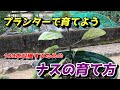 【ナス】プランターでたくさん収穫できる!ナスの育て方【家庭菜園】