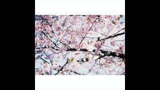 Setsuna