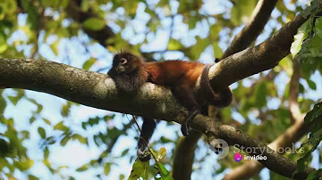 Amazon The Red handed Tamarin