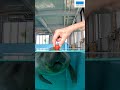 【食べる】マナティーの食事