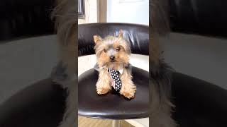 The World Be Like… Dog Trump Edition 🐶🇺🇸 #funnyfamilygames #challenge #comedyvideo #viralchallenge