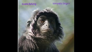 ternyata begini suara lutung