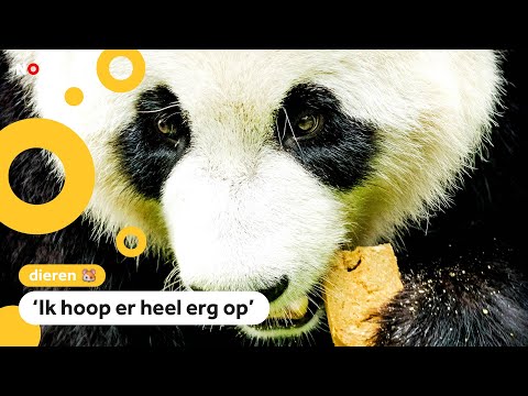 Panda in Nederland waarschijnlijk zwanger