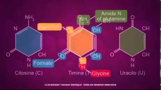Estructura de ácidos nucleicos