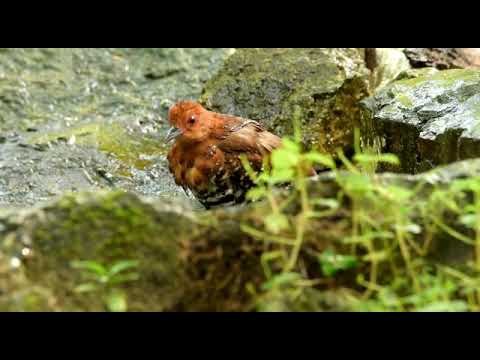 นกอัญชันป๋าขาแดง Red-legged Crake 