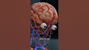 What Happens When You Are Hungry? 😱