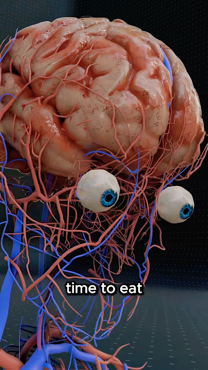 What Happens When You Are Hungry? 😱