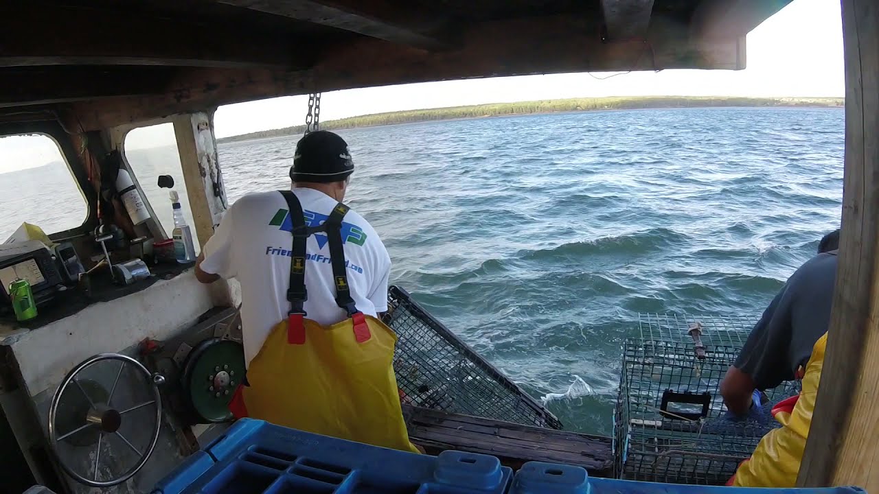 Lobster haul 2018 Passamaquoddy Bay