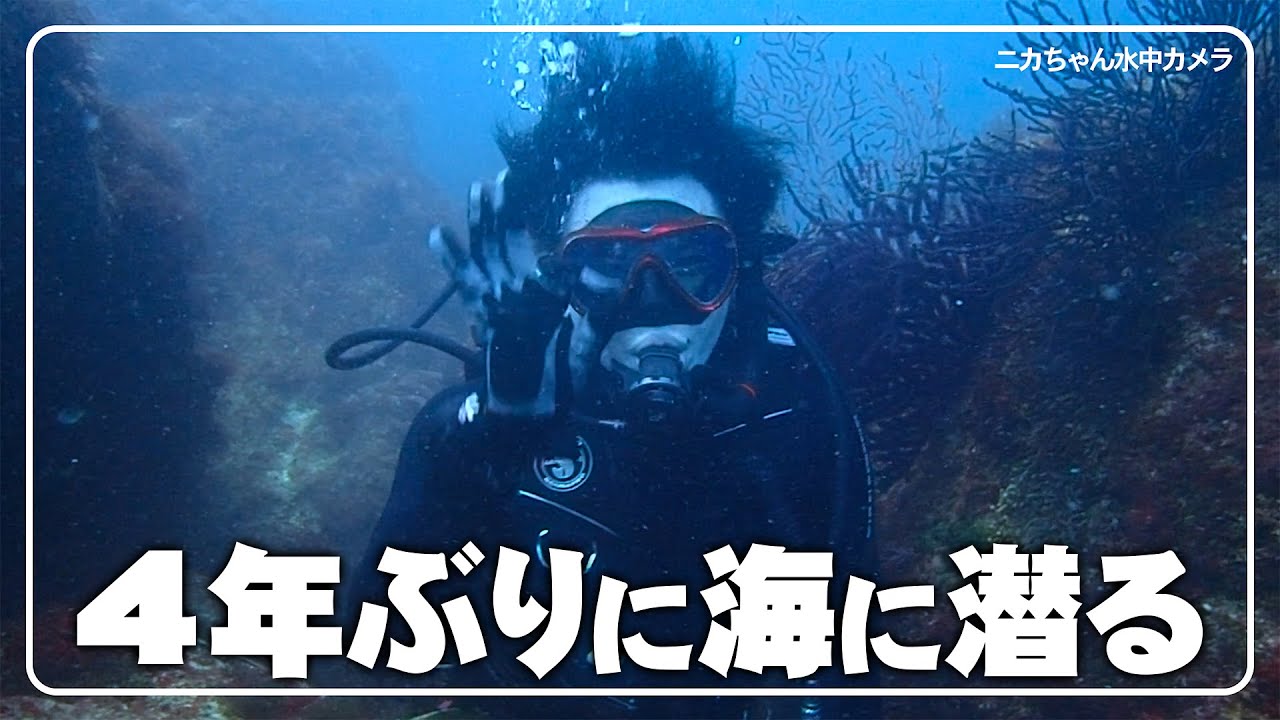 【スキューバ】初島ダイビングで巨大生物と遭遇！まるで水族館
