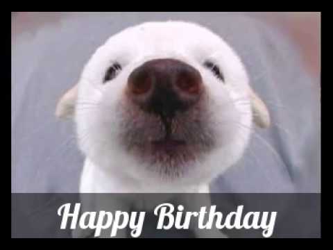 Happy Birthday Song By Labrador Puppy Youtube