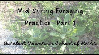 Mid Spring Foraging Practice - Part 1