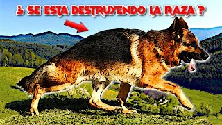 La triste DESTRUCCIÓN de la raza Pastor Alemán ► Belleza vs Trrabajo ✔