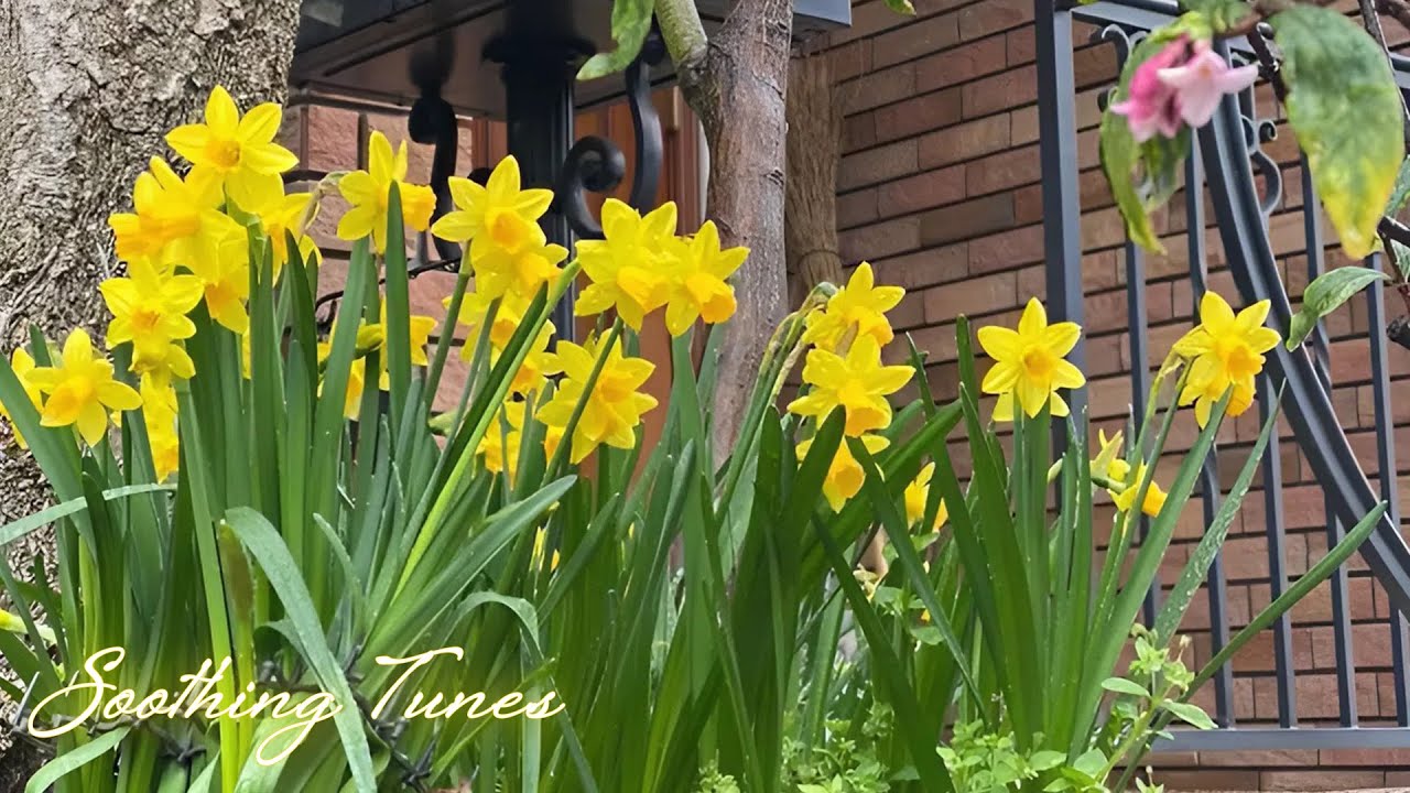 Relaxing Music for Healing + Flowers 🌿 Relieves Stress, Calm Anxiety & Depression, Deep Sleep, Stud