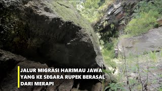Harimau Jawa yg menyebrang ke Segara rupek Bali berasal dari Gunung Merapi