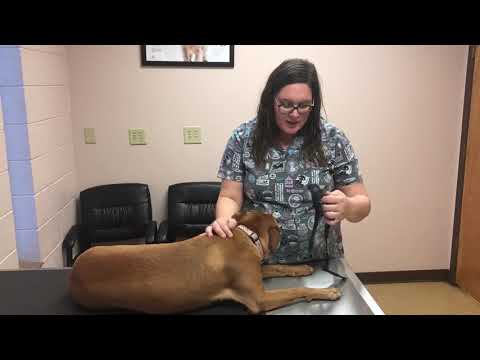 Restraint: Canine Muzzle Placement