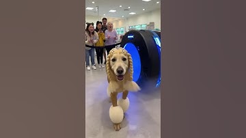 The future is here: AI-powered automatic styling machine, creating the perfect hairstyle 3 seconds.