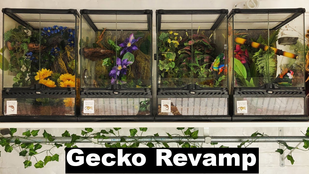 geckos for sale I Revamped My Crested and Gargoyle Gecko Enclosures!!