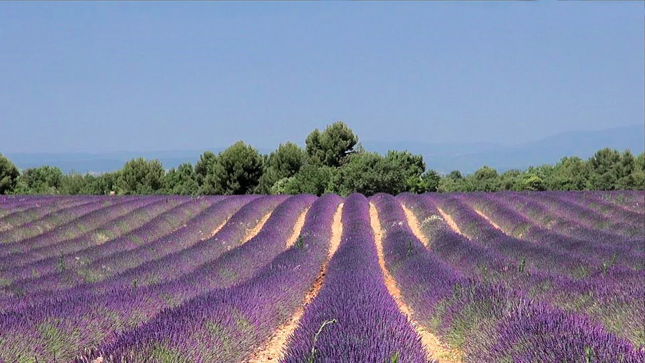 La Lavande Lavender Fields In Provence Alpes De Haute Provence France Hd Videoturysta Eu Youtube