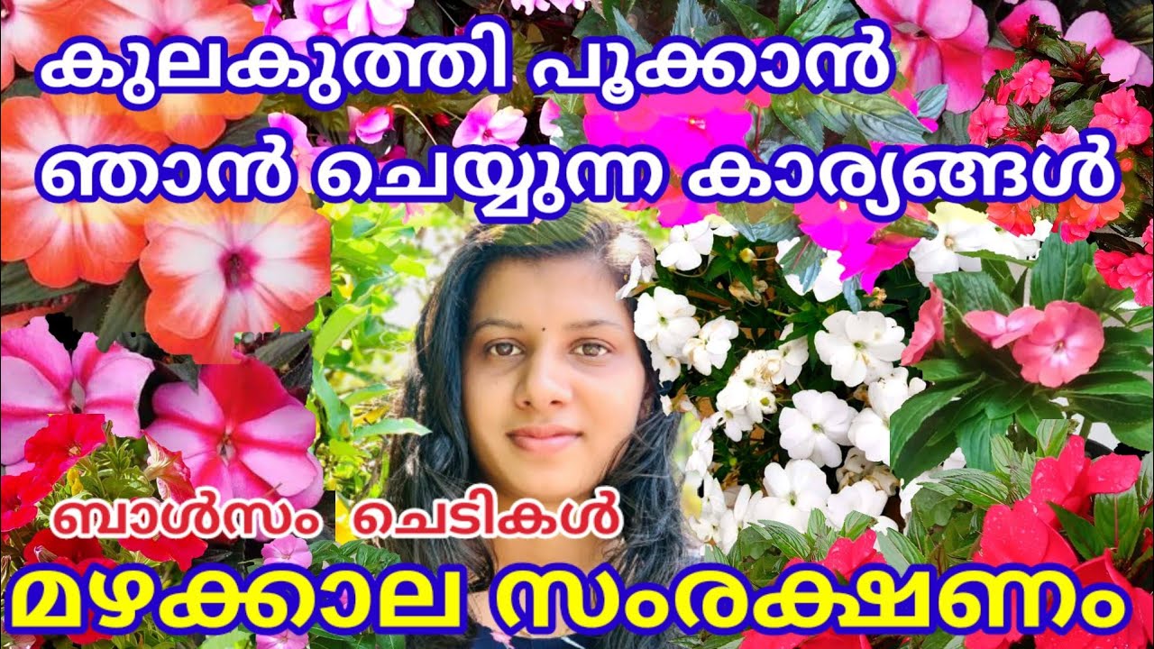 മഴക്കാല ബാൾസം ചെടിയുടെ പരിചരണം/How to Care Balsam plants in Rainy Season/Monsoon plant care tips