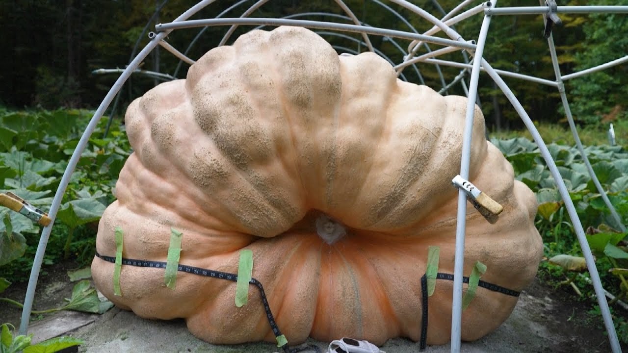 New York Man Grows Pumpkin Weighing 1,931 Pounds For Competition